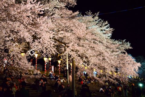 船岡城址公園　大河原　夜桜　ライトアップ　桜　 (4)